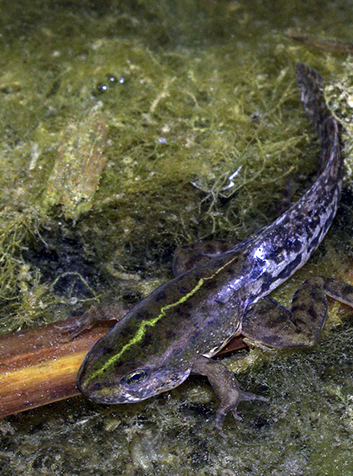 Rana común (Pelophylax perezi). Foto:David Perez. GNU License