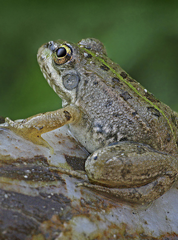 Rana común (Pelophylax perezi)