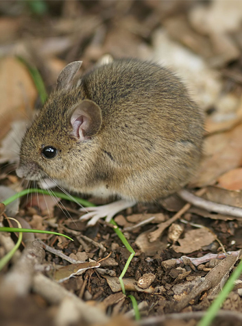 Ratón de campo (Apodemus sylvaticus)