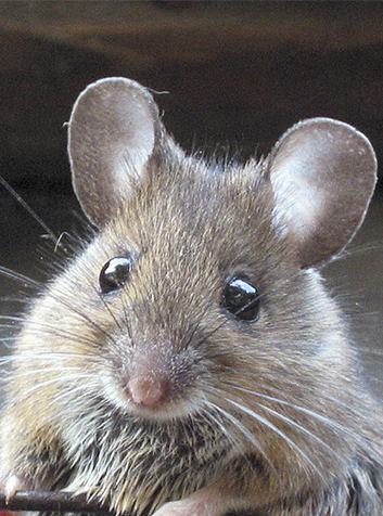 Ratón de campo (Apodemus sylvaticus). Foto:Rasbak.(CC BY-SA 3.0) 