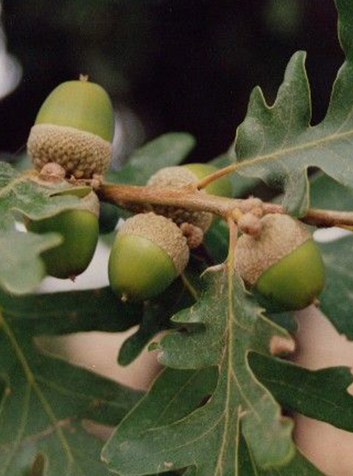 Rebollo (Quercus pirenaica)