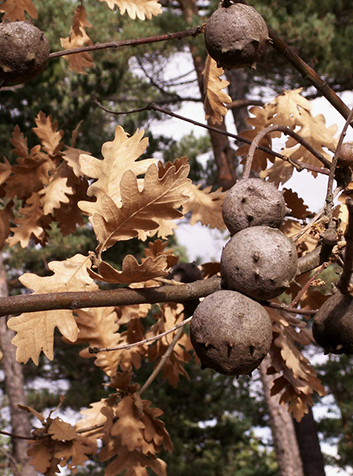 Rebollo (Quercus pirenaica). Foto:Vicente Miguel Llop Molés.(CC BY 2.0) 