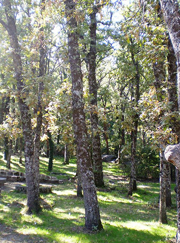 Rebollo (Quercus pirenaica). Foto:Esetena.(CC BY-SA 3.0) 