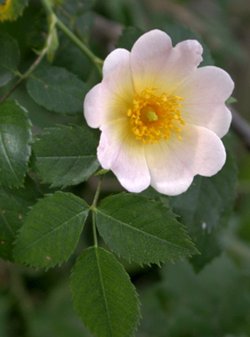 Flor del rosal silvestre