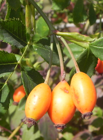 Fruto del rosal silvestre