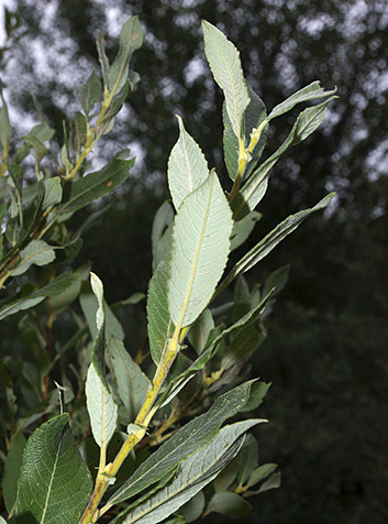 Salguera (Salix atrocinerea). Foto:David Perez.GNU License