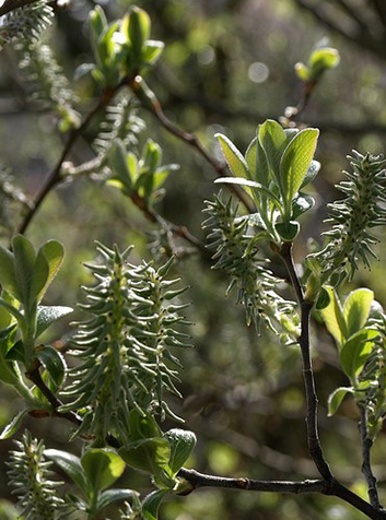 Salguera (Salix atrocinerea). Foto:Derek Harper.(CC BY 2.0) 