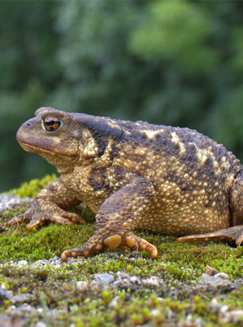 Sapo común (Bufo bufo)