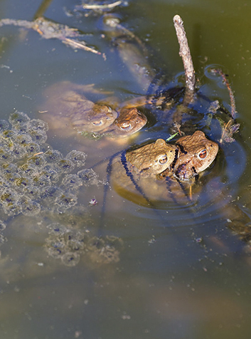 Sapo común (Bufo bufo)