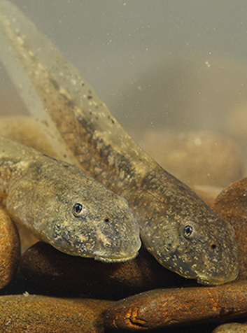 Sapo partero (Alytes obstetricans)