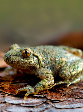 Sapo partero (Alytes obstetricans)