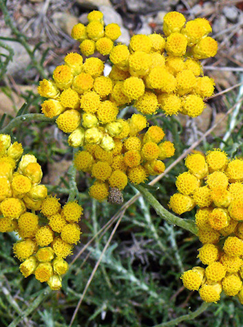 Siempreviva (Helichrysum stoechas)