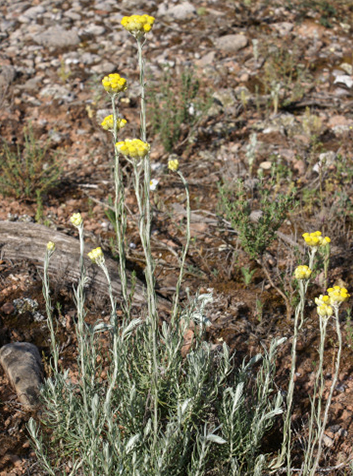 Siempreviva (Helichrysum stoechas)