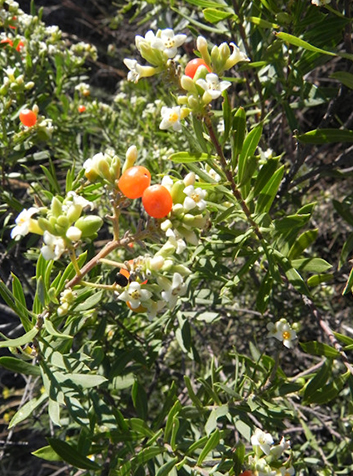 Torvisco (Daphne gnidium)