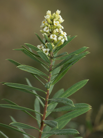 Torvisco (Daphne gnidium)