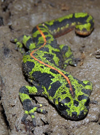 Triton (Triturus marmoratus). Foto:Clara Cartier.(CC BY-SA 2.5) 