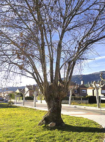 Fresno  (Fraxinus angustifolia) de nuestra ruta