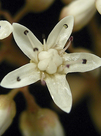 Uva de gato (Sedum álbum). Foto:Frank Vincentz. GNU License