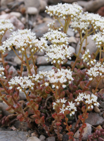 Uva de gato (Sedum álbum)