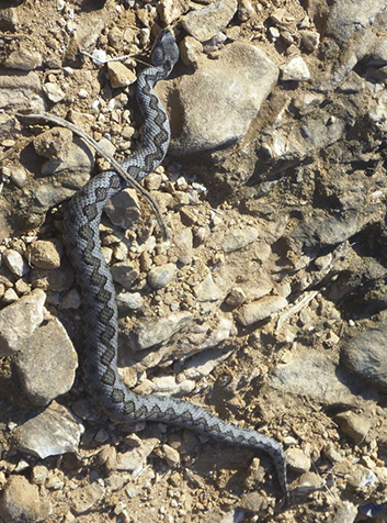 Víbora (Vipera latasti). Foto: Elguerreroalex.(CC BY-SA 3.0) 