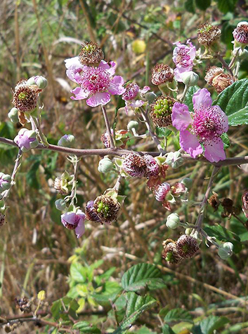 Zarzamora (Rubus ulmifolius). Foto:Philmarin.(CC BY-SA 3.0) 