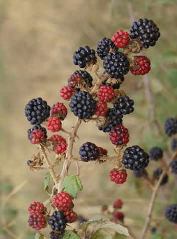 Zarzamora (Rubus ulmifolius)