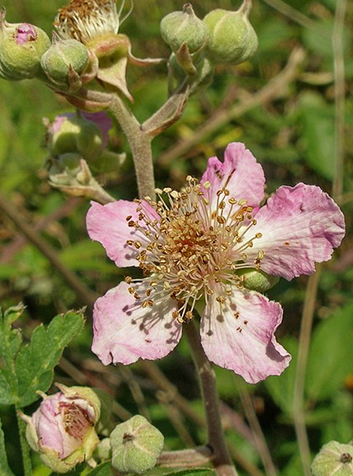 Zarzamora (Rubus ulmifolius)