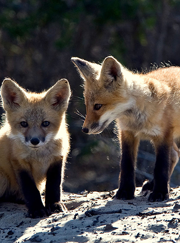 Zorro (Vulpes vulpes). Foto:Mike Baird.(CC BY-SA 2.0) 