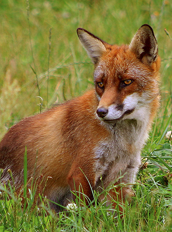 Zorro (Vulpes vulpes). Foto:Malene Thyssen.GNU License