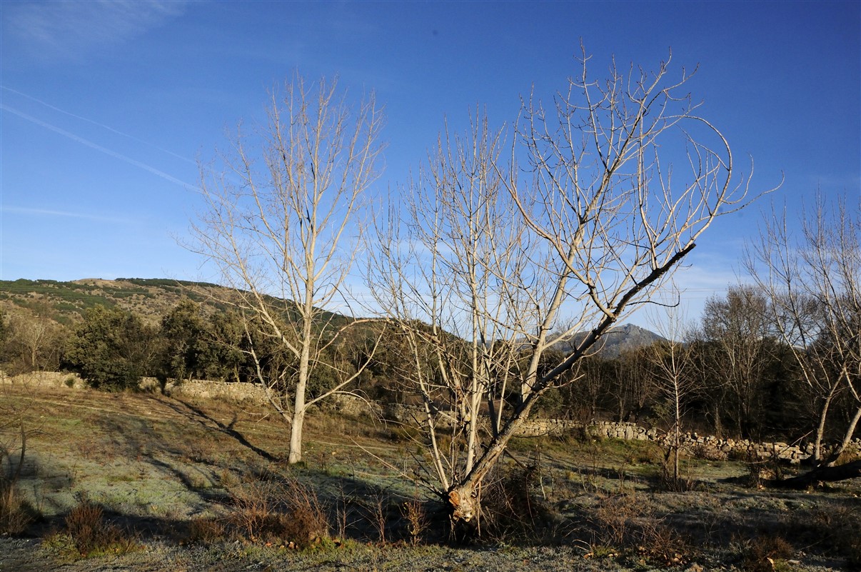 Fotos de nuestros chopos ( populus alba) en ruta.