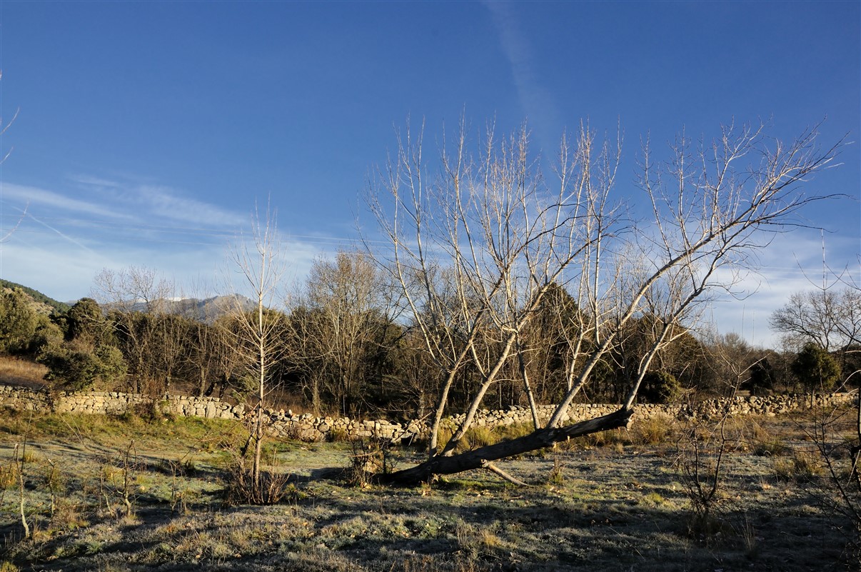 Fotos de nuestros chopos ( populus alba) en ruta.