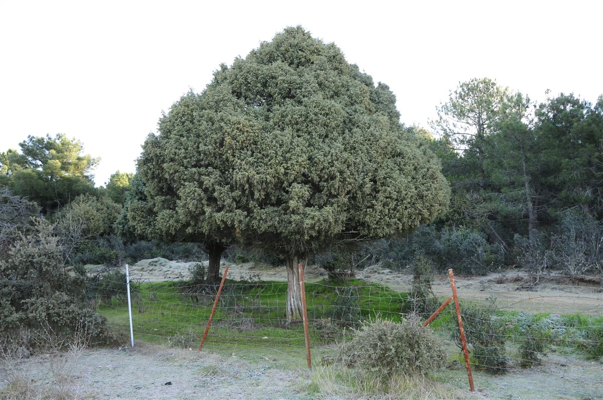 Enebro singular de la ruta.Su porte destaca sobre otros ejemplares que puedes ver a lo largo del todo el reecorrido