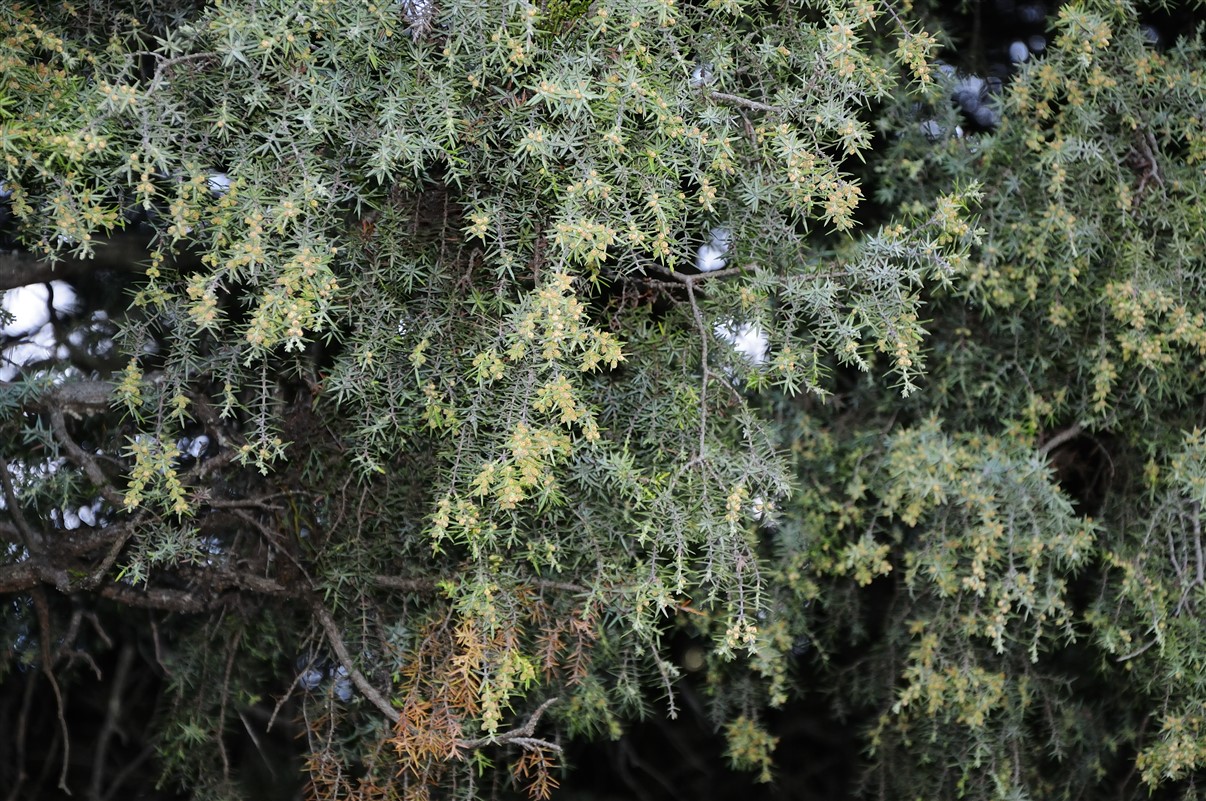 Detalle del enebro.