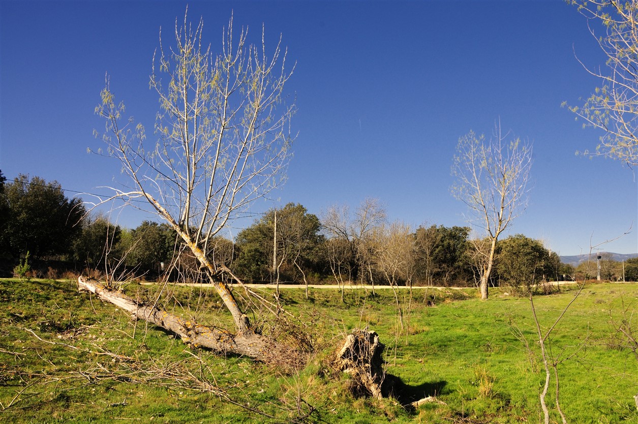 Fotos de nuestros chopos ( populus alba) en ruta.