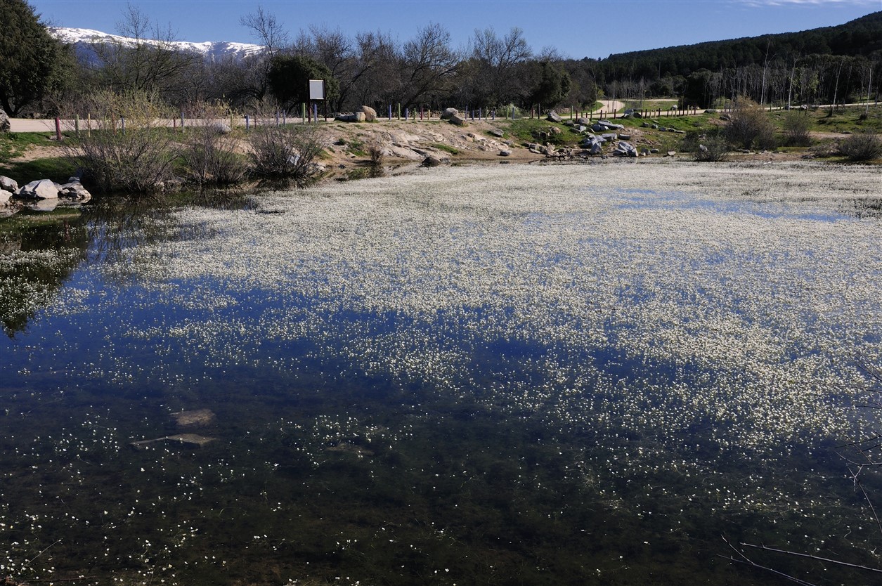 La Laguna del Gato