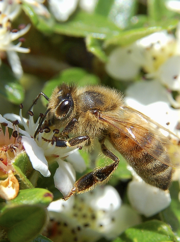 Abeja de la miel