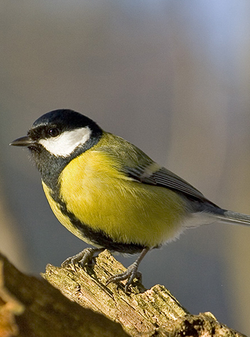 Carbonero (Parus major). Foto:Sławek Staszczuk.GNU License