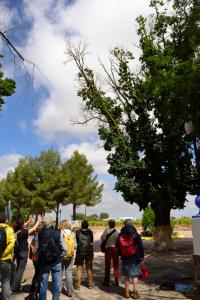 Ruta Encina de Ruli - Senda verde río Záncara.1