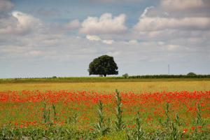 Ruta Encina de Ruli - Senda verde río Záncara.10