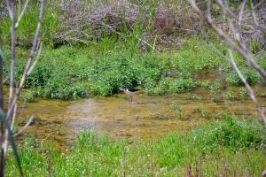 Ruta Encina de Ruli - Senda verde río Záncara.11