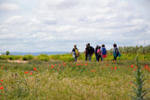 Ruta Encina de Ruli - Senda verde río Záncara.18