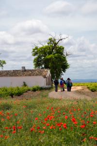 Ruta Encina de Ruli - Senda verde río Záncara.19