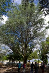 Ruta Encina de Ruli - Senda verde río Záncara.2