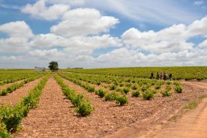 Ruta Encina de Ruli - Senda verde río Záncara.21