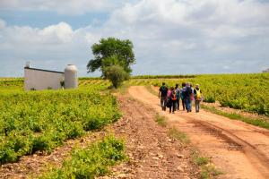 Ruta Encina de Ruli - Senda verde río Záncara.22