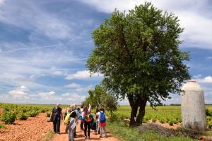 Ruta Encina de Ruli - Senda verde río Záncara.23