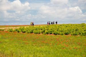 Ruta Encina de Ruli - Senda verde río Záncara.25