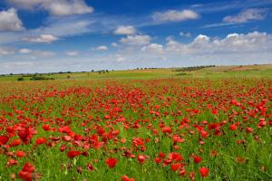 Ruta Encina de Ruli - Senda verde río Záncara.27