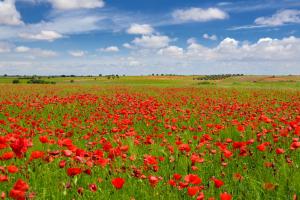 Ruta Encina de Ruli - Senda verde río Záncara.28