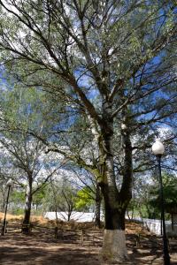 Ruta Encina de Ruli - Senda verde río Záncara.3